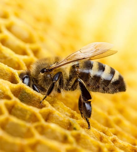 A bee is sitting on the honeycomb of an insect.