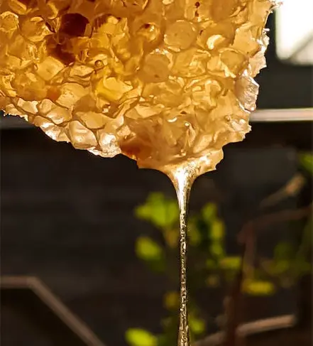 A honey dripping from the top of a honeycomb.